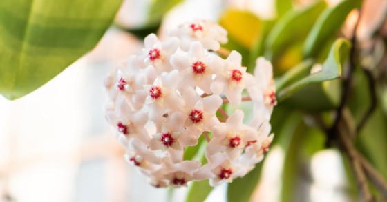hoya carnosa