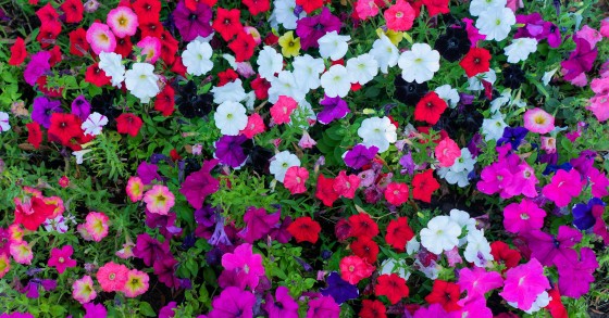 piante che fioriscono a maggio