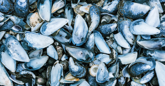 Dove buttare i gusci delle cozze