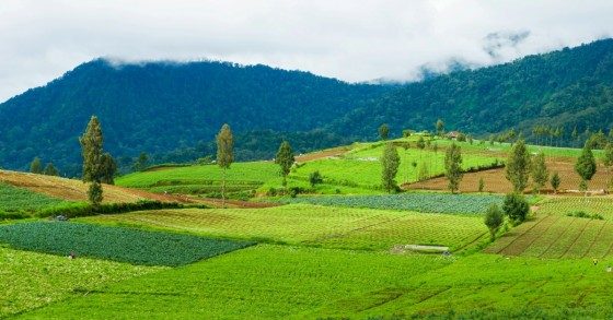 terreno