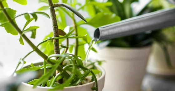 annaffiare una pianta in vaso