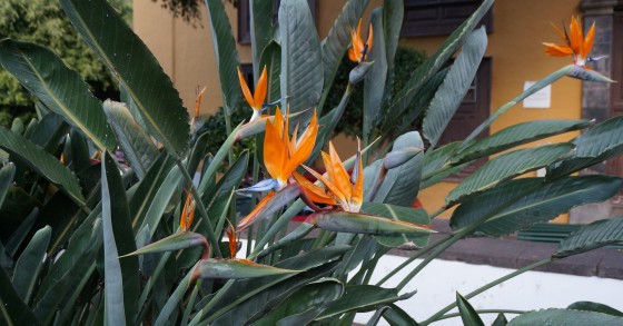 strelitzia non fiorisce