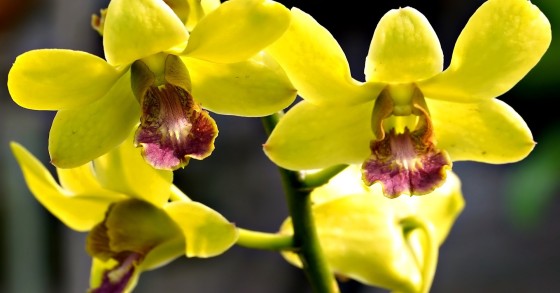 orchidea gialla significato