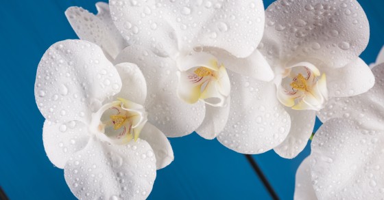 quanto dura un'orchidea bianca