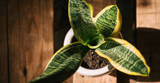 concime sansevieria