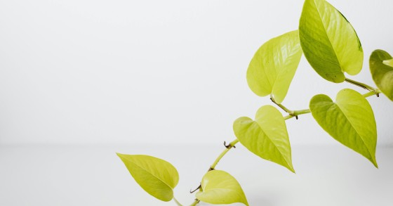 pothos foglie gialle
