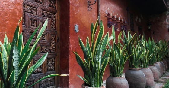 concime sansevieria