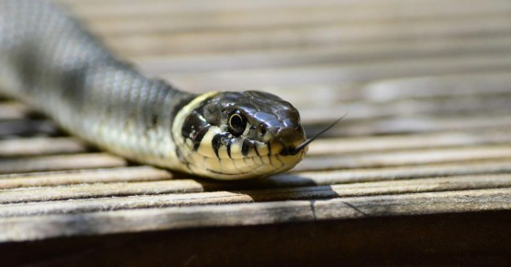 serpente
