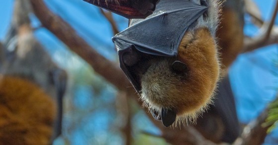 pipistrelli