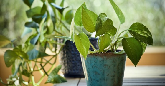 pothos sofferente