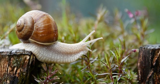 lumaca