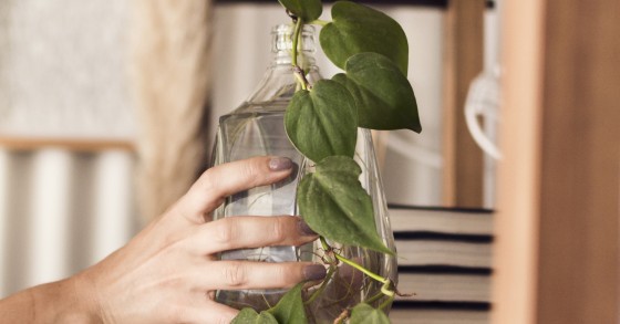 pothos acqua