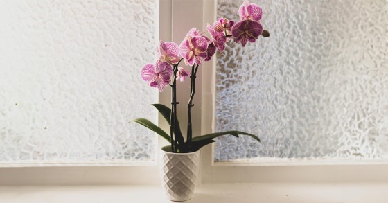 quando annaffiare le orchidee