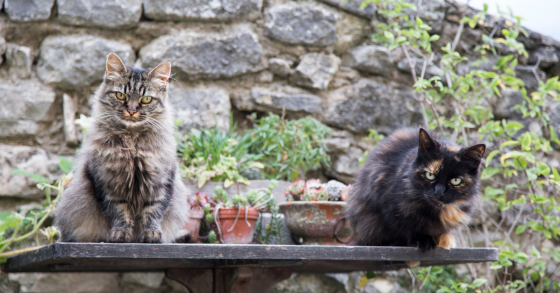 Come proteggere l'orto dai gatti