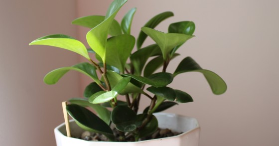 peperomia