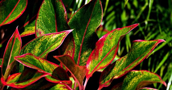 aglaonema