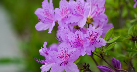 azalea in casa