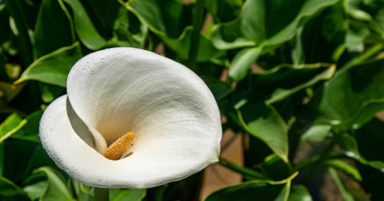 coltivare calla
