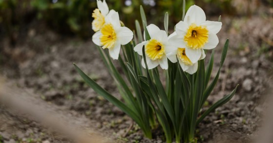 narciso