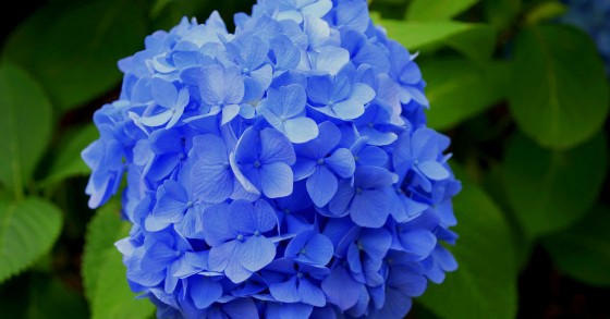 fiori blu in casa