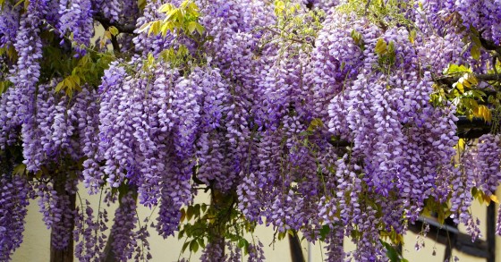 piante viola