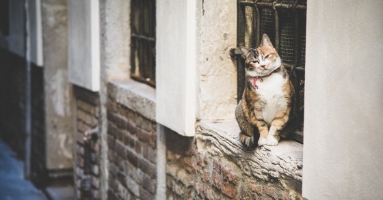 ciubiz borgo dei gatti