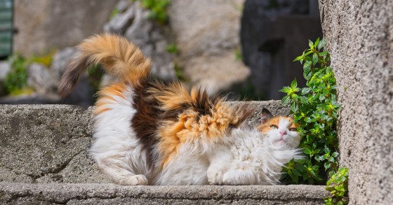ciubiz borgo dei gatti