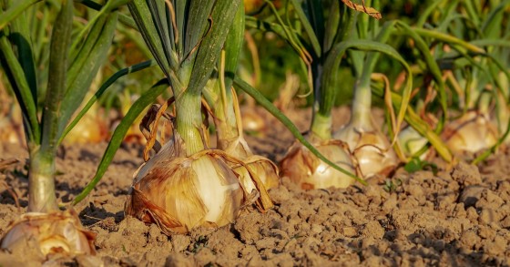 cosa piantare nell'orto a settembre