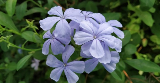 plumbago in vaso