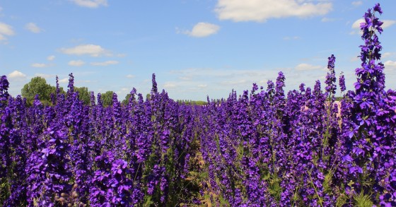 delphinium