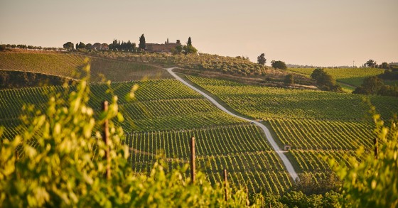 trekking tra i vigneti