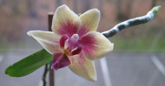 keiki orchidea