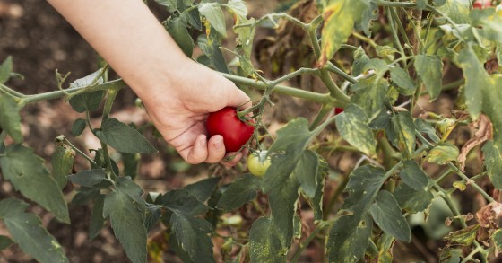 foglie di pomodoro gialle