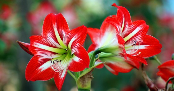 amaryllis