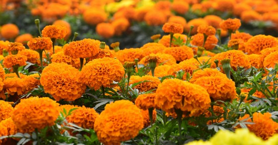 fiori arancioni