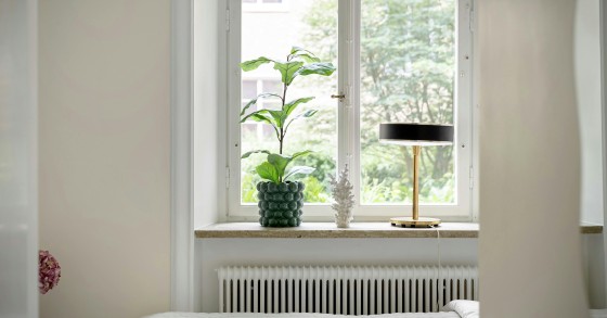 ficus benjamin