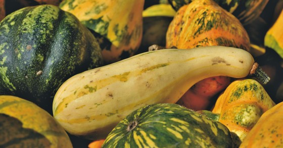 zucca delica