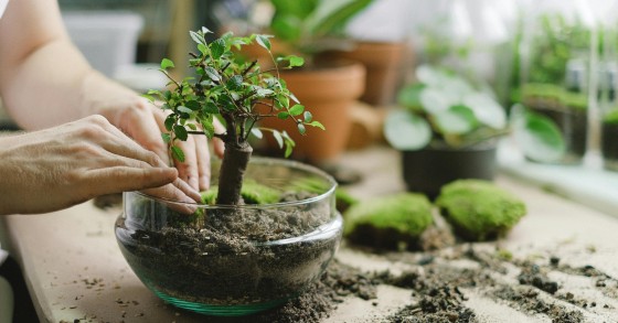 Ficus Ginseng: bonsai, cura e significato simbolico  idealista/news