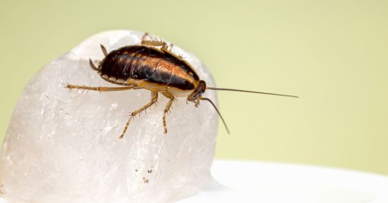 Un esemplare di blattella germanica