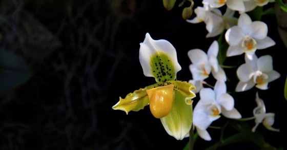 fiori piu rari al mondo