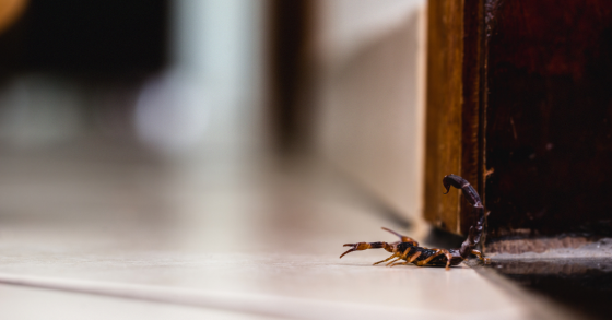 Scorpione in casa