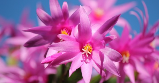 cactus di natale