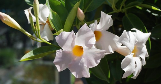 dipladenia