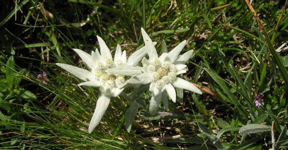 stella alpina