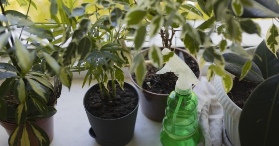 muffa terra piante