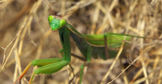 mantide religiosa in casa