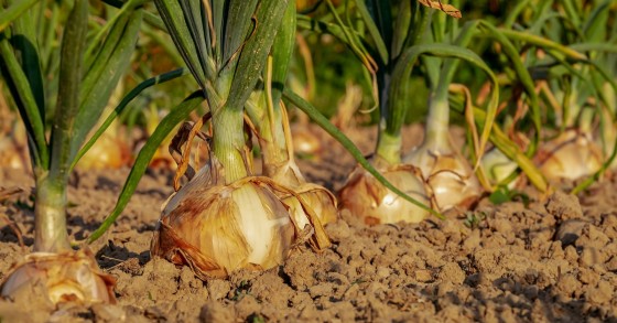 cosa piantare nell'orto a dicembre
