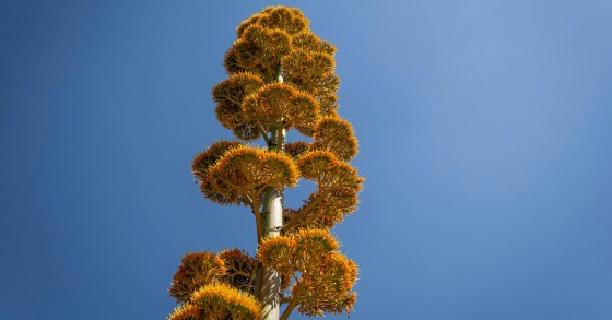 fiore agave
