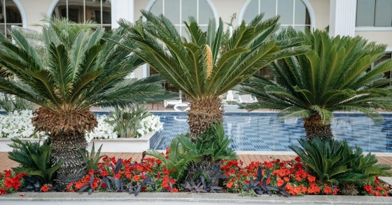 cycas