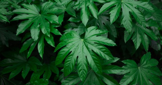aralia